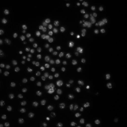  NCBI Organism:Drosophila melanogaster;