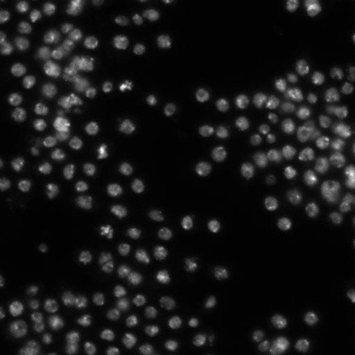  NCBI Organism:Drosophila melanogaster;