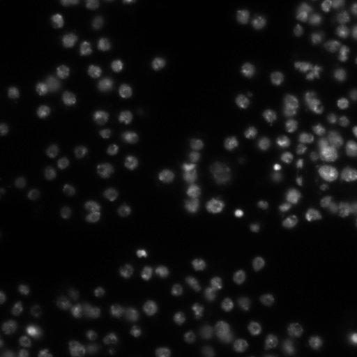  NCBI Organism:Drosophila melanogaster;