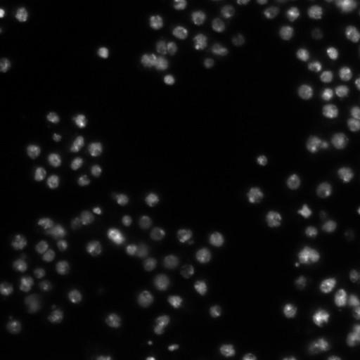  NCBI Organism:Drosophila melanogaster;