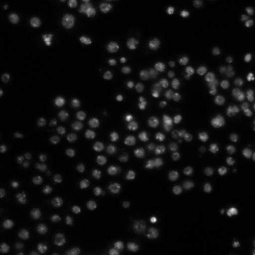  NCBI Organism:Drosophila melanogaster;