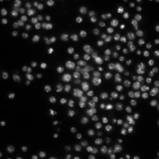  NCBI Organism:Drosophila melanogaster;