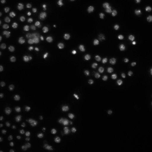  NCBI Organism:Drosophila melanogaster;