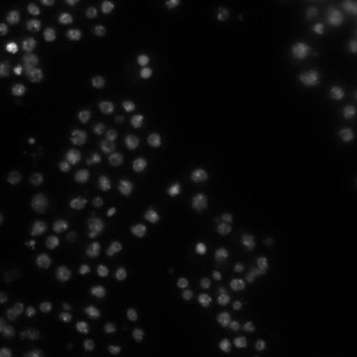  NCBI Organism:Drosophila melanogaster;