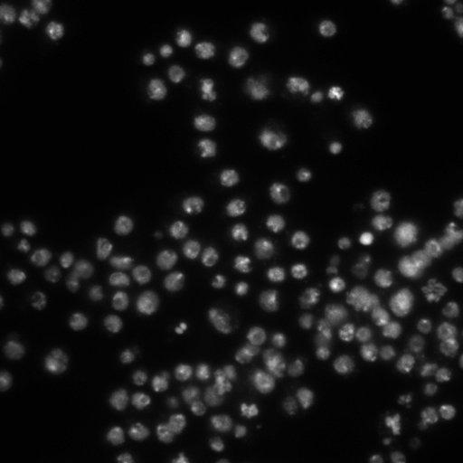  NCBI Organism:Drosophila melanogaster;