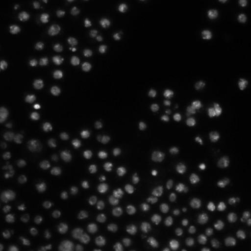  NCBI Organism:Drosophila melanogaster;