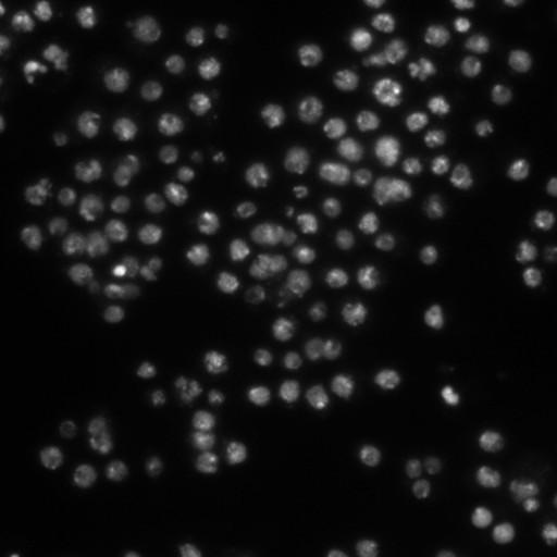  NCBI Organism:Drosophila melanogaster;