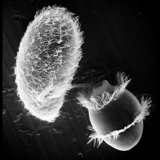  NCBI Organism:Didinium nasutum, Paramecium sp., ; Cell Types:cell by organism, eukaryotic cell, , ; Cell Components:oral apparatus, phagocytic cup, cell cortex, cell surface; Biological process:phagocytosis, phagocytosis, engulfment;