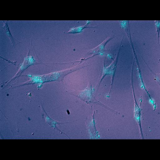  NCBI Organism:Mus musculus; Cell Types:neuron