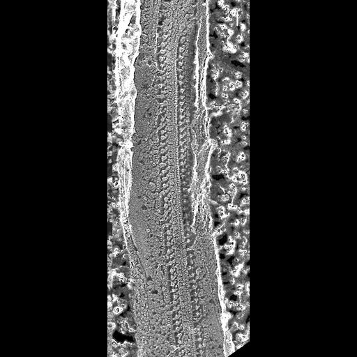  NCBI Organism:Paramecium multimicronucleatum; Cell Types:cell by organism, eukaryotic cell, , ; Cell Components:cilium, axoneme, axonemal dynein complex; Biological process:axonemal dynein complex assembly