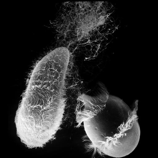  NCBI Organism:Didinium nasutum, Paramecium sp., ; Cell Types:cell by organism, eukaryotic cell, , ; Cell Components:cell cortex, oral apparatus, trichocyst, cell surface; Biological process:response to toxin, activation of membrane attack complex;