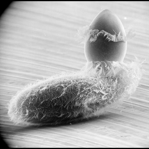  NCBI Organism:Didinium nasutum, Paramecium sp., ; Cell Types:cell by organism, eukaryotic cell, , ; Cell Components:oral apparatus, phagocytic cup, cell cortex, cell surface; Biological process:phagocytosis, phagocytosis, engulfment;