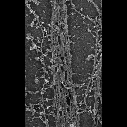  NCBI Organism:Rattus; Cell Types:fibroblast Cell Components:, actin cytoskeleton, myosin II complex, intermediate filament;