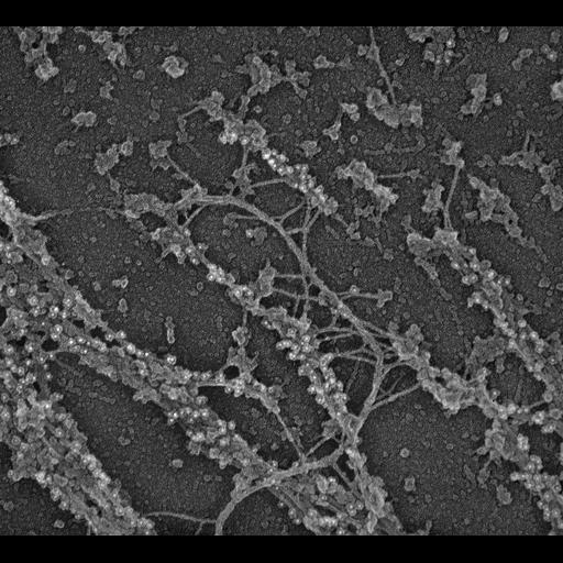  NCBI Organism:Rattus; Cell Types:fibroblast Cell Components:intermediate filament, , myosin II complex;