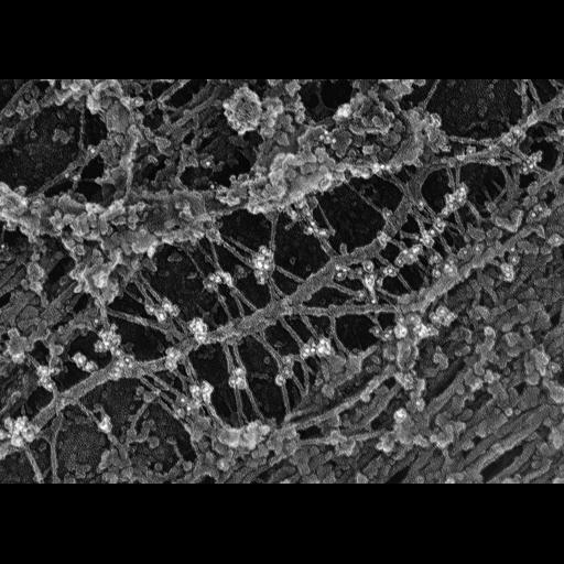  NCBI Organism:Rattus; Cell Types:fibroblast Cell Components:intermediate filament, ;