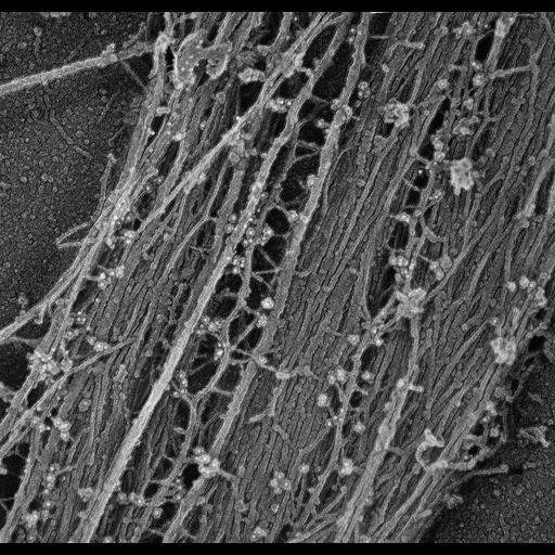  NCBI Organism:Rattus; Cell Types:fibroblast Cell Components:intermediate filament, , actin cytoskeleton;