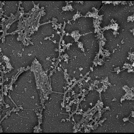  NCBI Organism:Rattus; Cell Types:fibroblast Cell Components:intermediate filament, ; Biological process:, ;