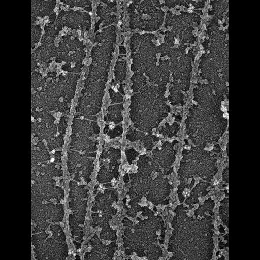  NCBI Organism:Rattus; Cell Types:fibroblast Cell Components:microtubule, ;