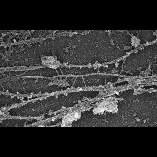  NCBI Organism:Homo sapiens; Cell Types:fibroblast Cell Components:microtubule, intermediate filament, ;