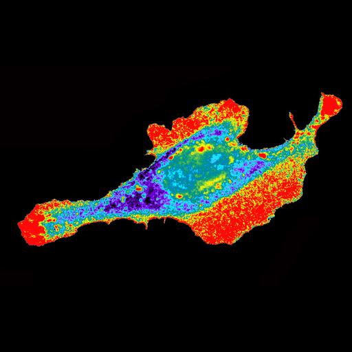  NCBI Organism:Mus musculus; Cell Types:fibroblast