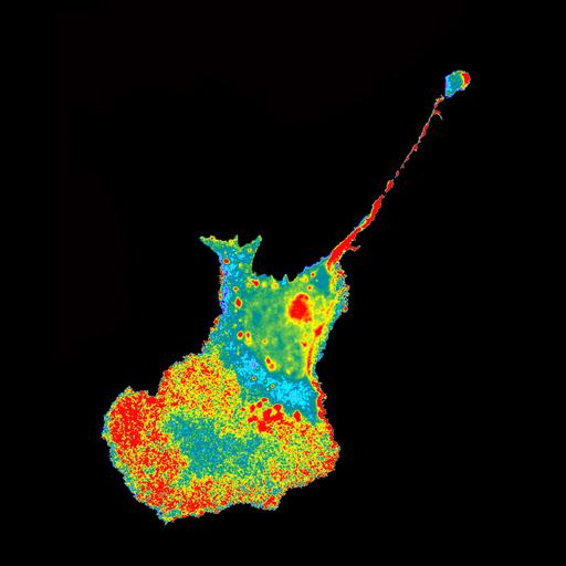  NCBI Organism:Mus musculus; Cell Types:fibroblast