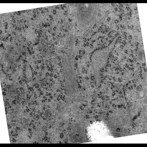  NCBI Organism:Rattus norvegicus; Cell Types:epithelial cell Cell Components:Golgi apparatus, Golgi cisterna; Biological process:Golgi organization, Golgi vesicle budding;