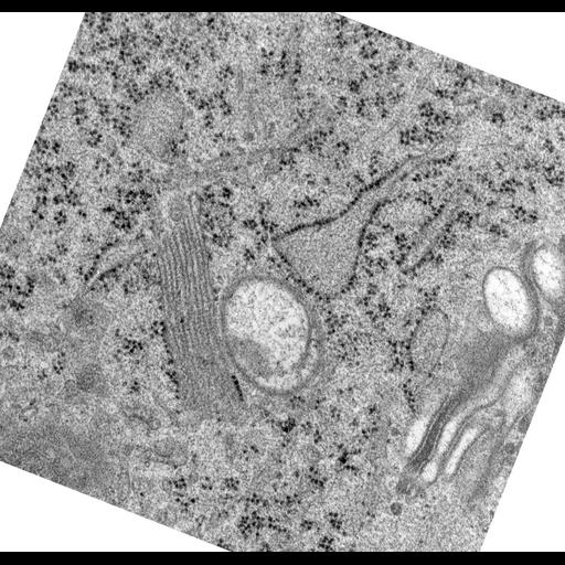  NCBI Organism:Rattus norvegicus; Cell Types:epithelial cell Cell Components:Golgi apparatus, Golgi cisterna; Biological process:Golgi organization, Golgi vesicle budding;