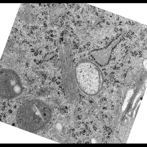  NCBI Organism:Rattus norvegicus; Cell Types:epithelial cell Cell Components:Golgi apparatus, Golgi cisterna; Biological process:Golgi organization, Golgi vesicle budding;