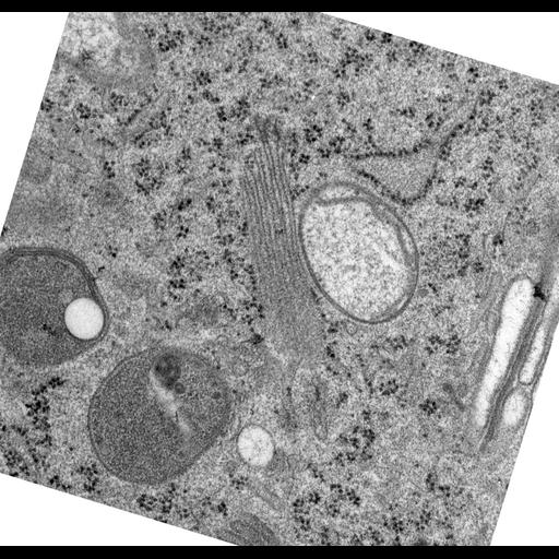  NCBI Organism:Rattus norvegicus; Cell Types:epithelial cell Cell Components:Golgi apparatus, Golgi cisterna; Biological process:Golgi organization, Golgi vesicle budding;