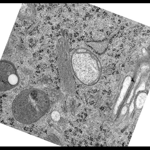  NCBI Organism:Rattus norvegicus; Cell Types:epithelial cell Cell Components:Golgi apparatus, Golgi cisterna; Biological process:Golgi organization, Golgi vesicle budding;