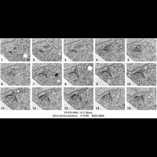  NCBI Organism:Rattus norvegicus; Cell Types:epithelial cell Cell Components:Golgi apparatus, Golgi cisterna; Biological process:Golgi organization, Golgi vesicle budding, Golgi vesicle transport;