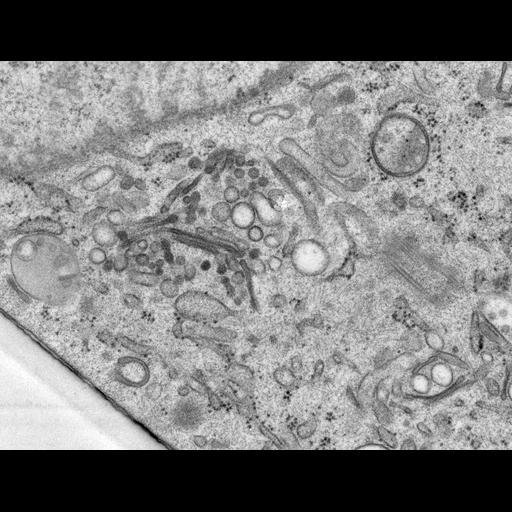  NCBI Organism:Rattus norvegicus; Cell Types:epithelial cell Cell Components:Golgi apparatus, Golgi cisterna; Biological process:Golgi organization, Golgi vesicle budding, Golgi vesicle transport;