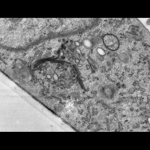  NCBI Organism:Rattus norvegicus; Cell Types:epithelial cell Cell Components:Golgi apparatus, Golgi cisterna; Biological process:Golgi organization, Golgi vesicle budding, Golgi vesicle transport;