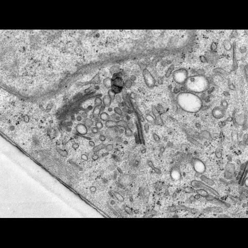  NCBI Organism:Rattus norvegicus; Cell Types:epithelial cell Cell Components:Golgi apparatus, Golgi cisterna; Biological process:Golgi organization, Golgi vesicle budding, Golgi vesicle transport;