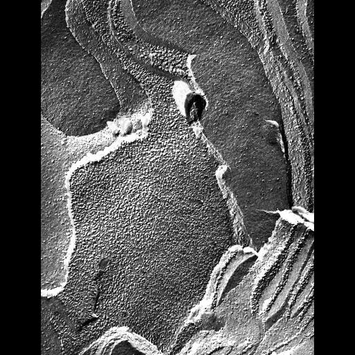  NCBI Organism:Prochloron; Cell Components:thylakoid Biological process:photosynthesis