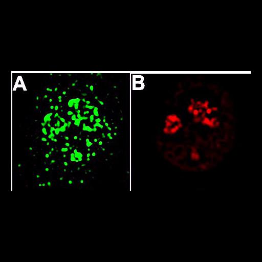  NCBI Organism:Mus musculus; Cell Types:fibroblast Cell Components:nucleolus Biological process:ribosome biogenesis, nucleus organization, RNA metabolic process, nucleolus organization;