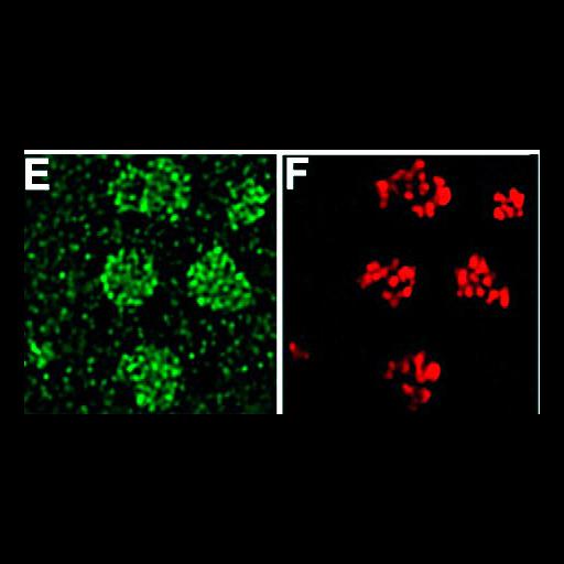  NCBI Organism:Mus musculus; Cell Types:fibroblast Cell Components:nucleolus Biological process:ribosome biogenesis, nucleus organization, RNA metabolic process, nucleolus organization;