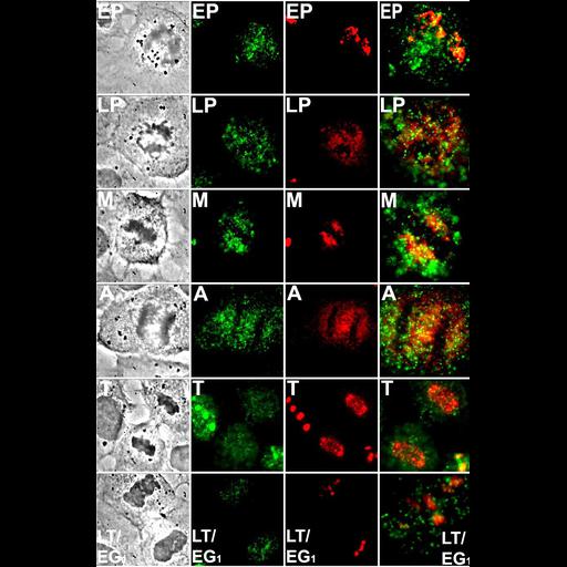  NCBI Organism:Rattus; Cell Types:fibroblast Cell Components:nucleolus Biological process:ribosome biogenesis, nucleus organization, RNA metabolic process, mitosis, nucleolus organization;