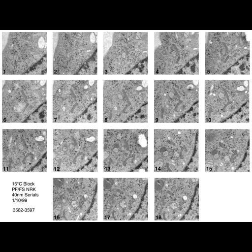  NCBI Organism:Rattus norvegicus; Cell Types:epithelial cell Cell Components:Golgi apparatus, Golgi cisterna; Biological process:Golgi organization, Golgi vesicle budding, Golgi vesicle transport;