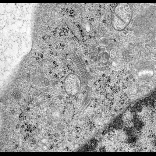  NCBI Organism:Rattus norvegicus; Cell Types:epithelial cell Cell Components:Golgi apparatus, Golgi cisterna; Biological process:Golgi organization, Golgi vesicle budding, Golgi vesicle transport;