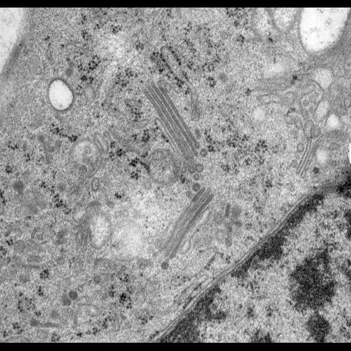  NCBI Organism:Rattus norvegicus; Cell Types:epithelial cell Cell Components:Golgi apparatus, Golgi cisterna; Biological process:Golgi organization, Golgi vesicle budding, Golgi vesicle transport;