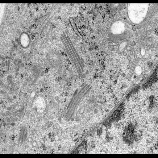  NCBI Organism:Rattus norvegicus; Cell Types:epithelial cell Cell Components:Golgi apparatus, Golgi cisterna; Biological process:Golgi organization, Golgi vesicle budding, Golgi vesicle transport;