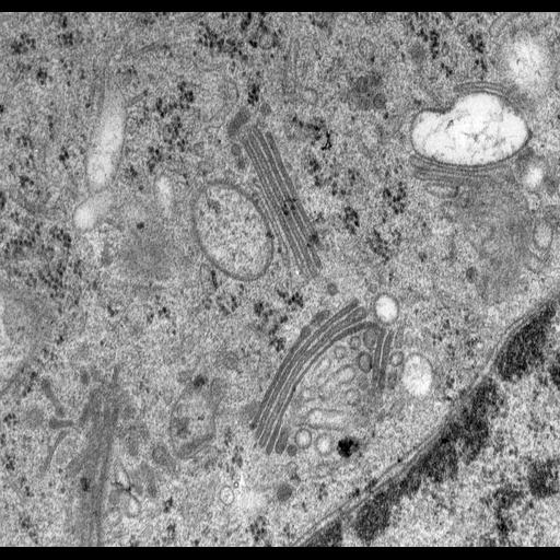  NCBI Organism:Rattus norvegicus; Cell Types:epithelial cell Cell Components:Golgi apparatus, Golgi cisterna; Biological process:Golgi organization, Golgi vesicle budding, Golgi vesicle transport;