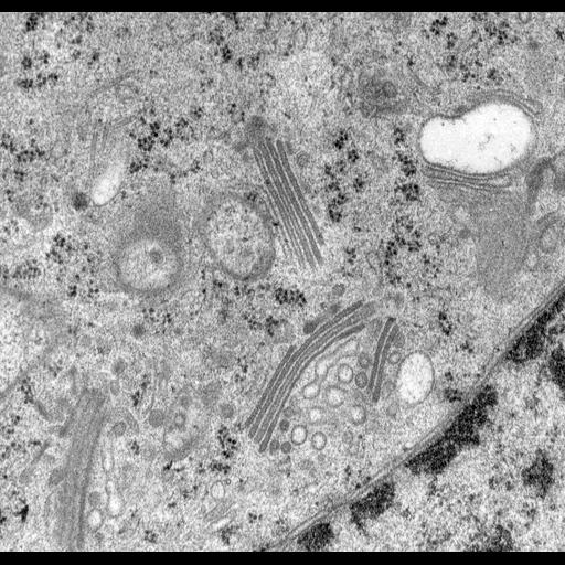  NCBI Organism:Rattus norvegicus; Cell Types:epithelial cell Cell Components:Golgi apparatus, Golgi cisterna; Biological process:Golgi organization, Golgi vesicle budding, Golgi vesicle transport;