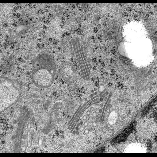  NCBI Organism:Rattus norvegicus; Cell Types:epithelial cell Cell Components:Golgi apparatus, Golgi cisterna; Biological process:Golgi organization, Golgi vesicle budding, Golgi vesicle transport;