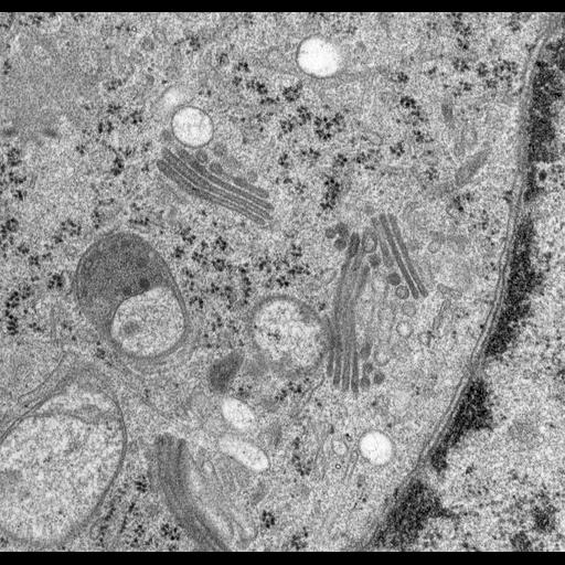  NCBI Organism:Rattus norvegicus; Cell Types:epithelial cell Cell Components:Golgi apparatus, Golgi cisterna; Biological process:Golgi organization, Golgi vesicle budding, Golgi vesicle transport;