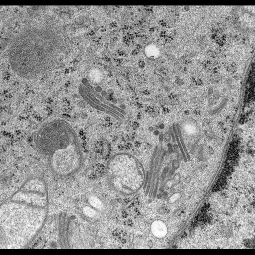  NCBI Organism:Rattus norvegicus; Cell Types:epithelial cell Cell Components:Golgi apparatus, Golgi cisterna; Biological process:Golgi organization, Golgi vesicle budding, Golgi vesicle transport;