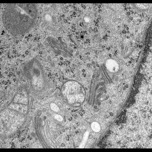  NCBI Organism:Rattus norvegicus; Cell Types:epithelial cell Cell Components:Golgi apparatus, Golgi cisterna; Biological process:Golgi organization, Golgi vesicle budding, Golgi vesicle transport;