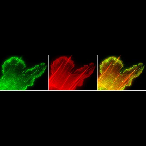  NCBI Organism:Xenopus laevis; Cell Types:fibroblast Cell Components:lamellipodium, actin cytoskeleton, ; Biological process:cellular localization