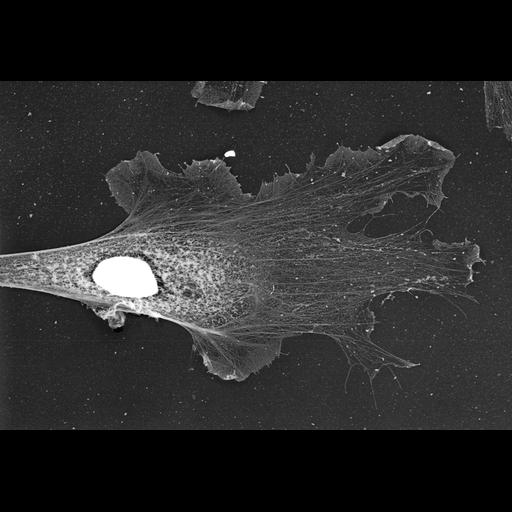  NCBI Organism:Xenopus laevis; Cell Types:fibroblast Cell Components:lamellipodium, , nucleus; Biological process:actin filament organization, ruffle organization;